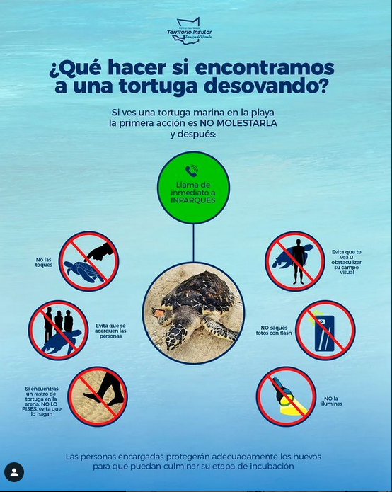 ¿Qué hacer si encontramos a una tortuga desovando?