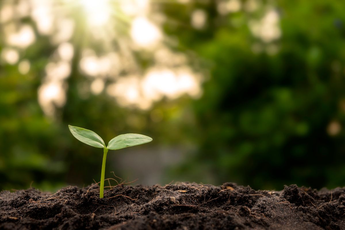CONSERVANDO Y ASEGURANDO NUESTRO FUTURO: DÍA DE LA CONSERVACIÓN DEL SUELO 2024