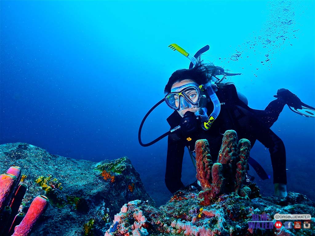 25 de enero: Día del biólogo marino