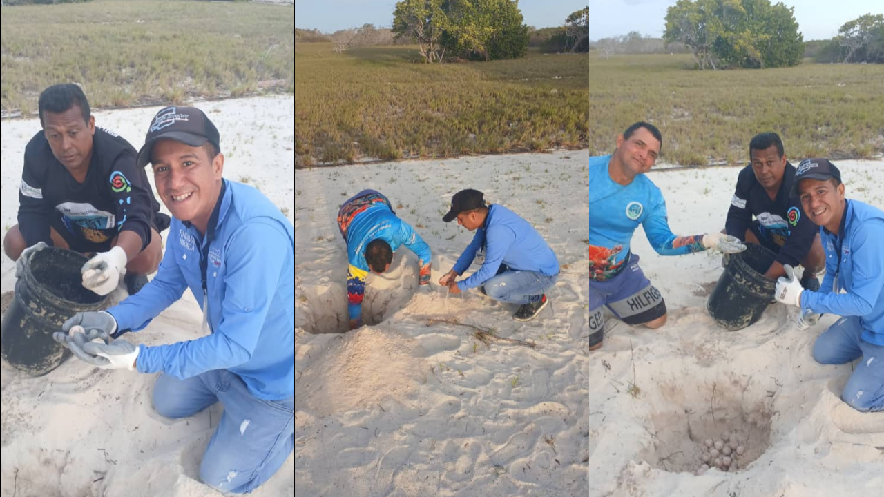 FUNDAMAR transloca con éxito importante desove de tortuga carey en Los Roques