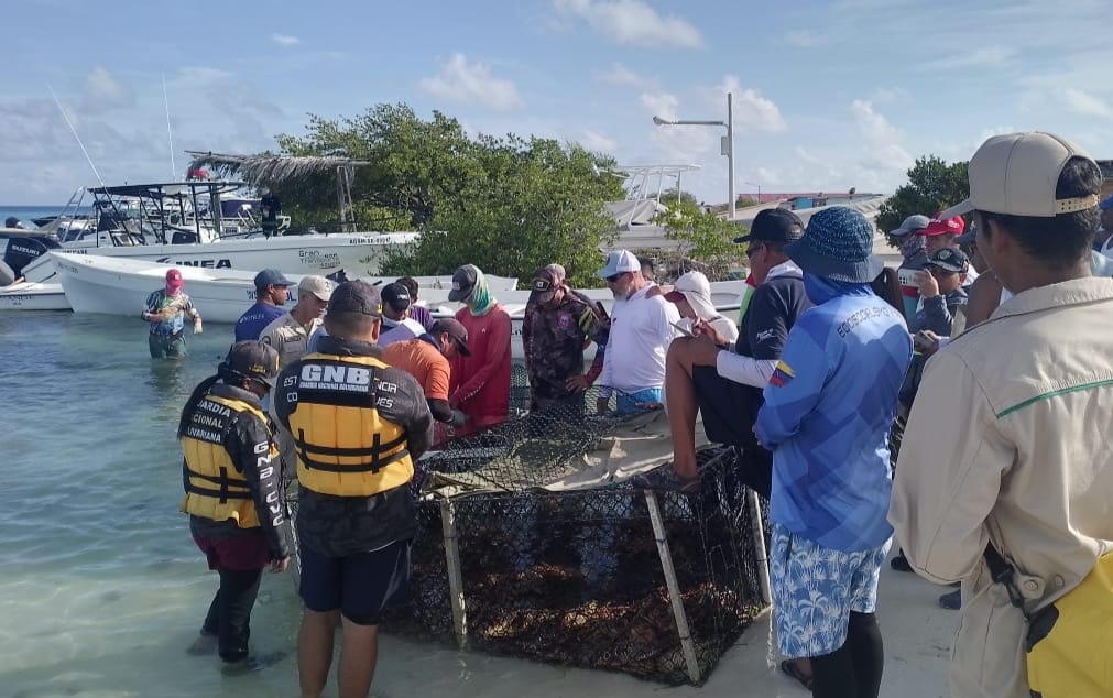 Inicia la temporada de langosta en el Archipiélago Los Roques con la primera pesada desde Cayo Pirata